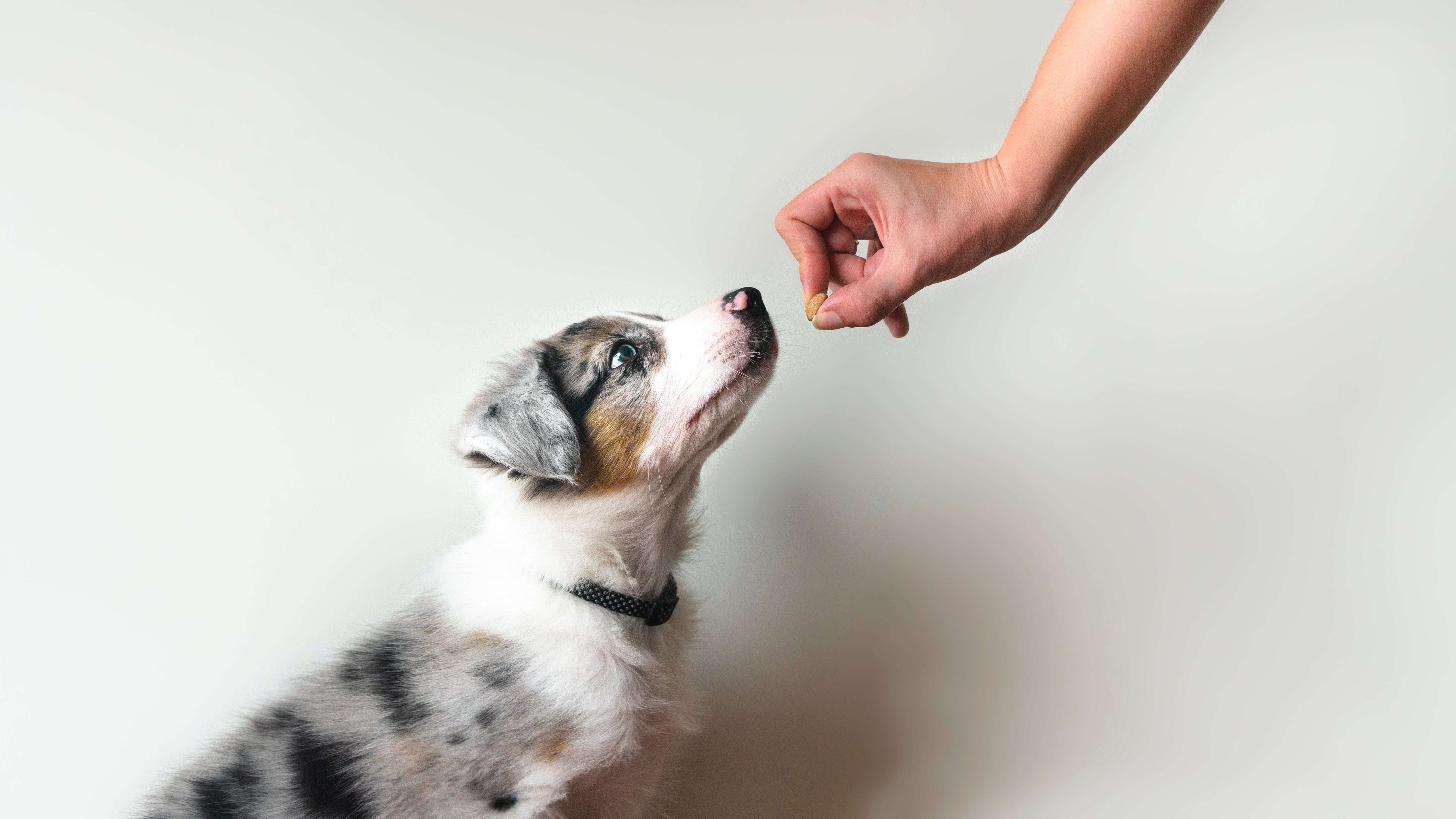 Pourquoi nos gâteries pour chiens sont-elles aussi nutritives ?