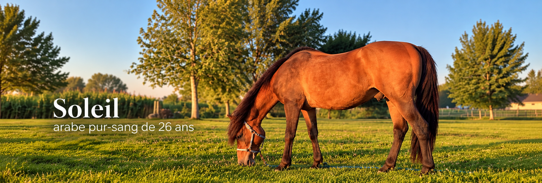 Du pâturage aux premiers gels : 7 conseils pour préparer votre cheval à l'hiver