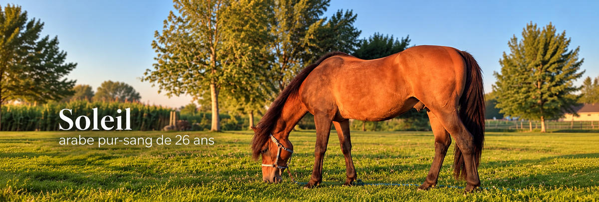 Du pâturage aux premiers gels : 7 conseils pour préparer votre cheval à l'hiver