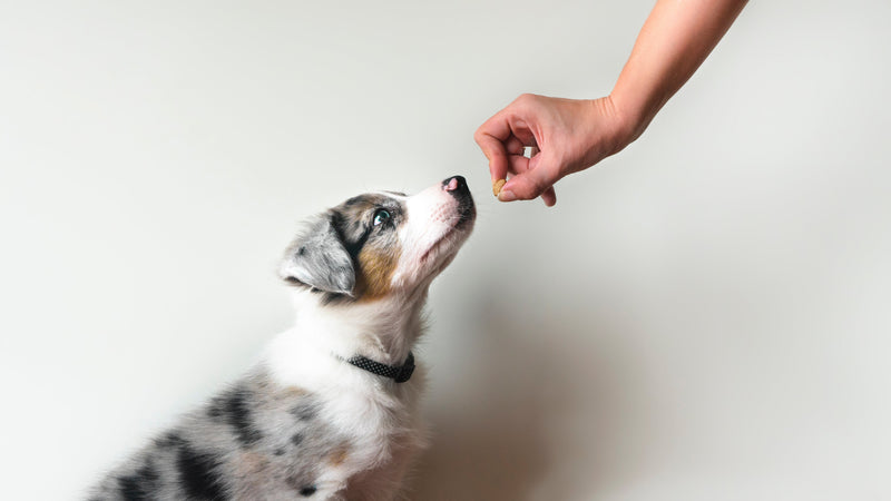 Pourquoi nos gâteries pour chiens sont-elles aussi nutritives ?