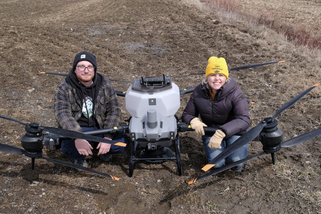 Caméline semée au drone
