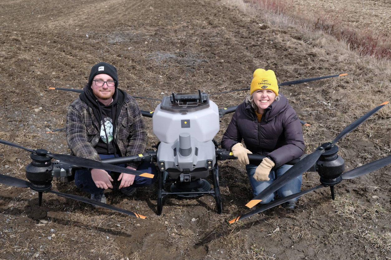 Caméline semée au drone