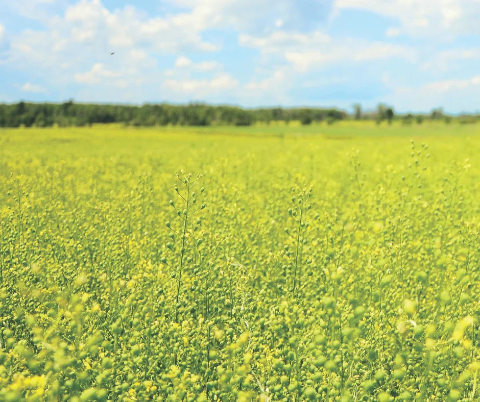 La caméline, une culture écoresponsable et certifiée sans OGM