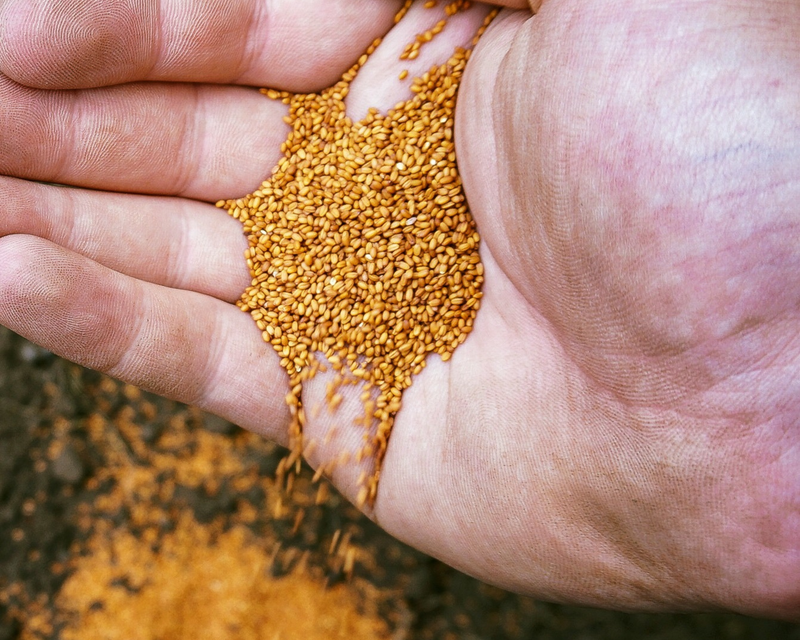 La caméline : une championne végétale des oméga-3