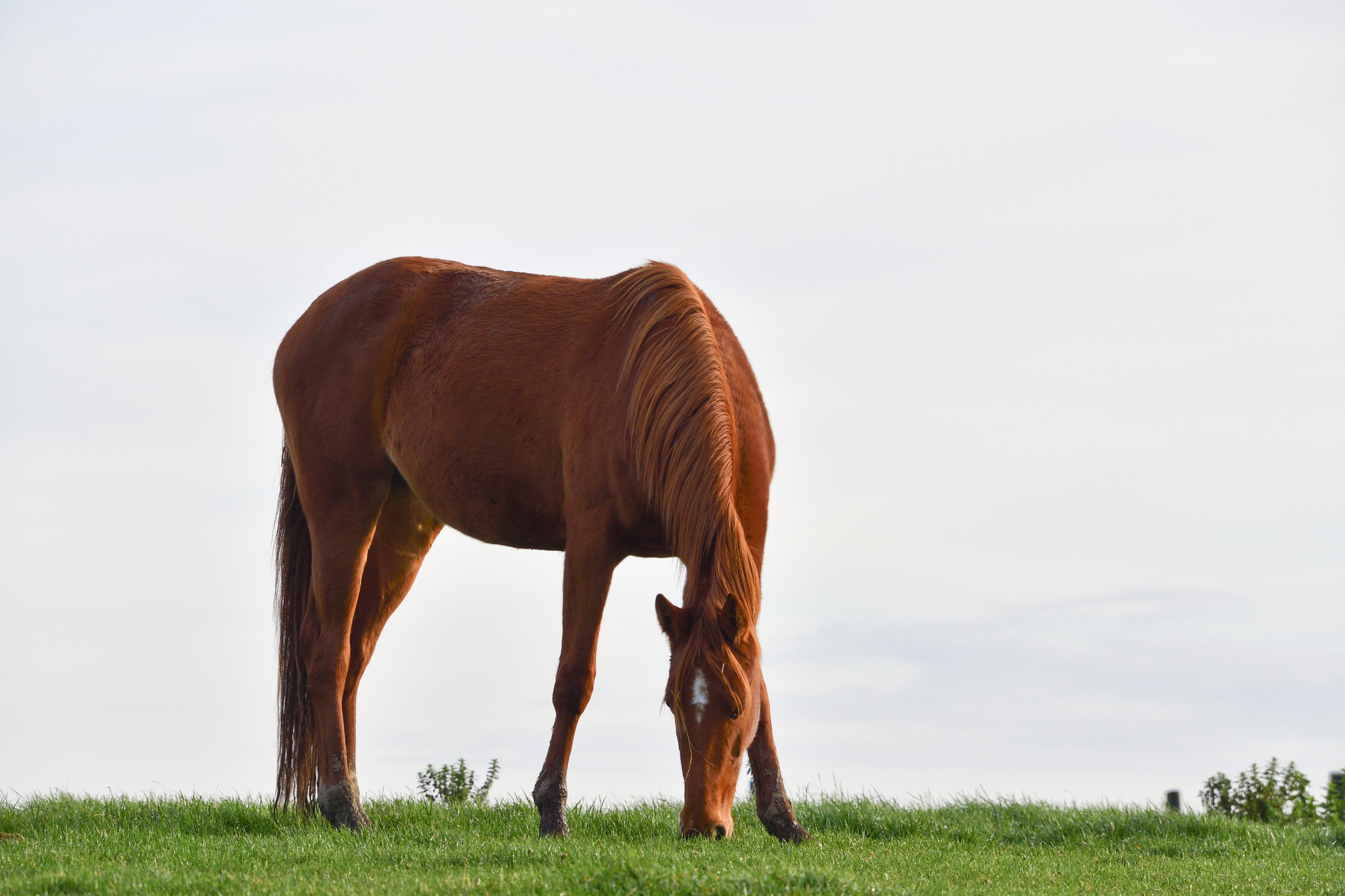 L'incontournable dans la routine alimentaire de votre cheval !