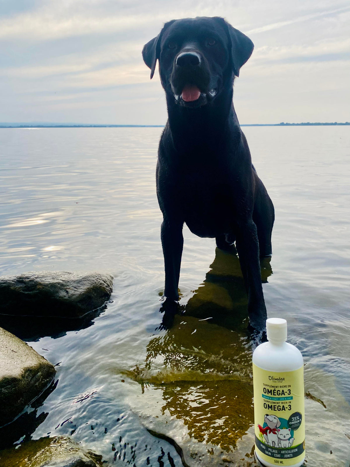 Dog and cat supplement rich in omega-3 