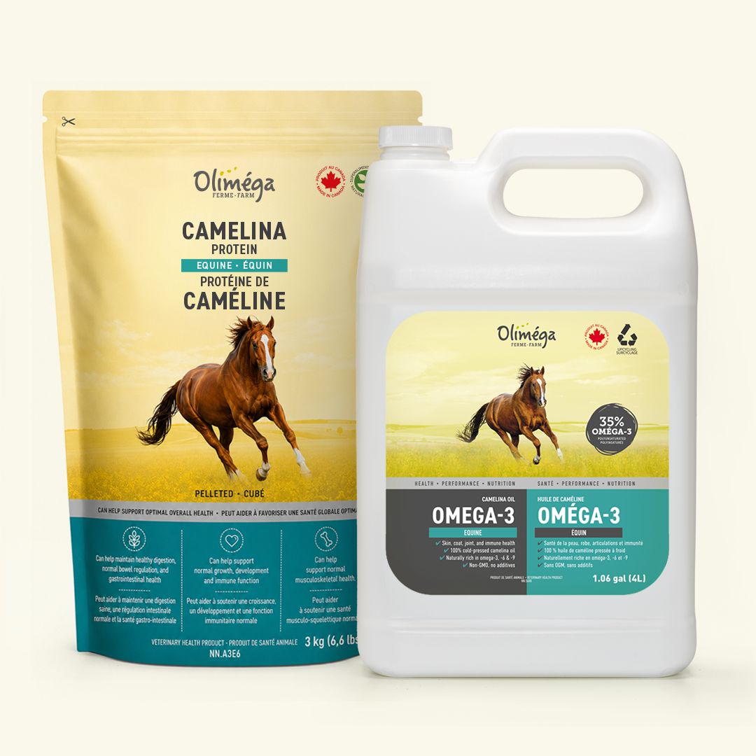 Ensemble huile et protéine de caméline pour chevaux