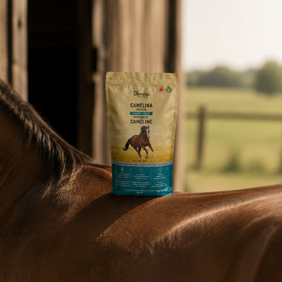 Protéine de caméline pour chevaux