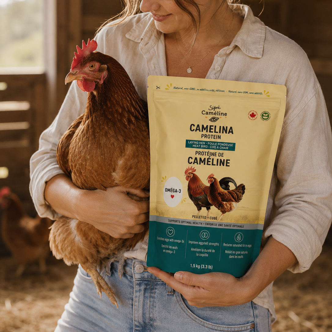 Protéine de caméline oméga-3 pour poules pondeuses et coqs à chair